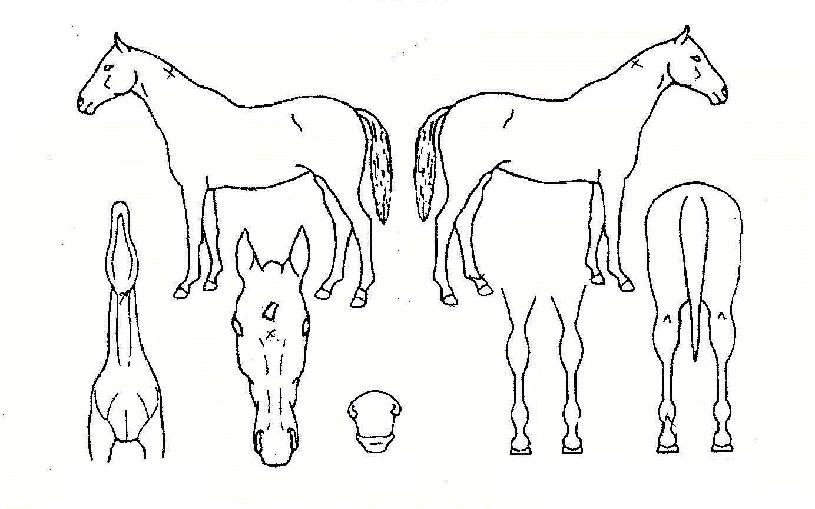 ���̽����� ����,���,�޸�,�λ�,�ٸ��� Ư¡����