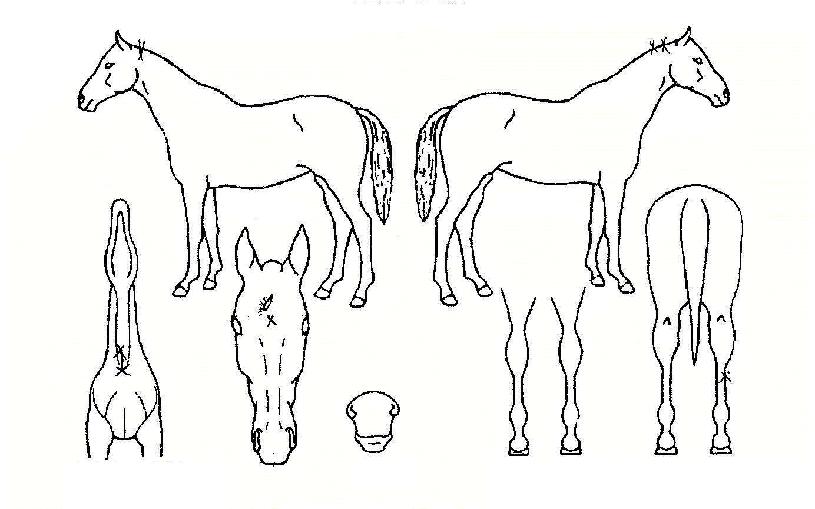 ÆÄ¿öºê¶ó´õ½ºÀÇ Ãø¸é,¿ì¸é,µÞ¸é,µÎ»ó,´Ù¸®ÀÇ Æ¯Â¡µµÇØ