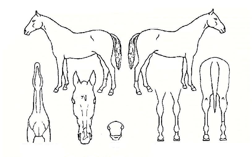 �ż������� ����,���,�޸�,�λ�,�ٸ��� Ư¡����