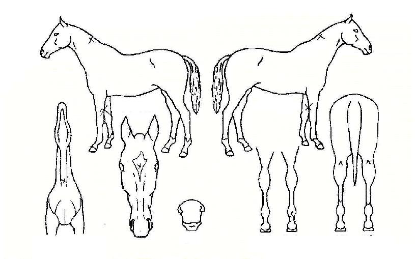 õ���Ϻ��� ����,���,�޸�,�λ�,�ٸ��� Ư¡����