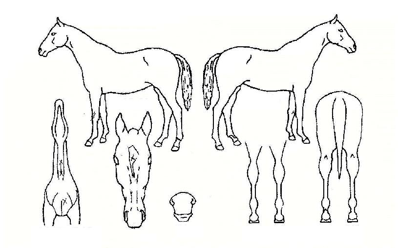 �̽�����Ư���� ����,���,�޸�,�λ�,�ٸ��� Ư¡����