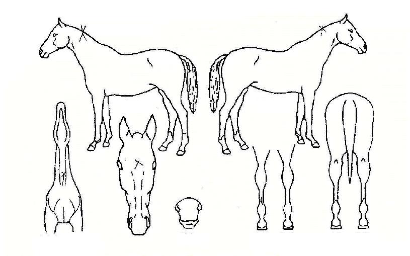 Á¦º£ÀÇ Ãø¸é,¿ì¸é,µÞ¸é,µÎ»ó,´Ù¸®ÀÇ Æ¯Â¡µµÇØ