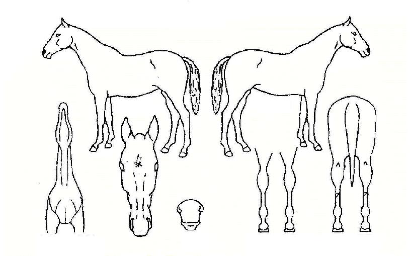 Ȳ±Ý³ª¶óÀÇ Ãø¸é,¿ì¸é,µÞ¸é,µÎ»ó,´Ù¸®ÀÇ Æ¯Â¡µµÇØ