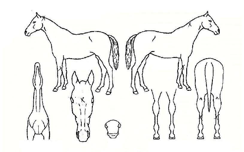 ���������ڸ��� ����,���,�޸�,�λ�,�ٸ��� Ư¡����