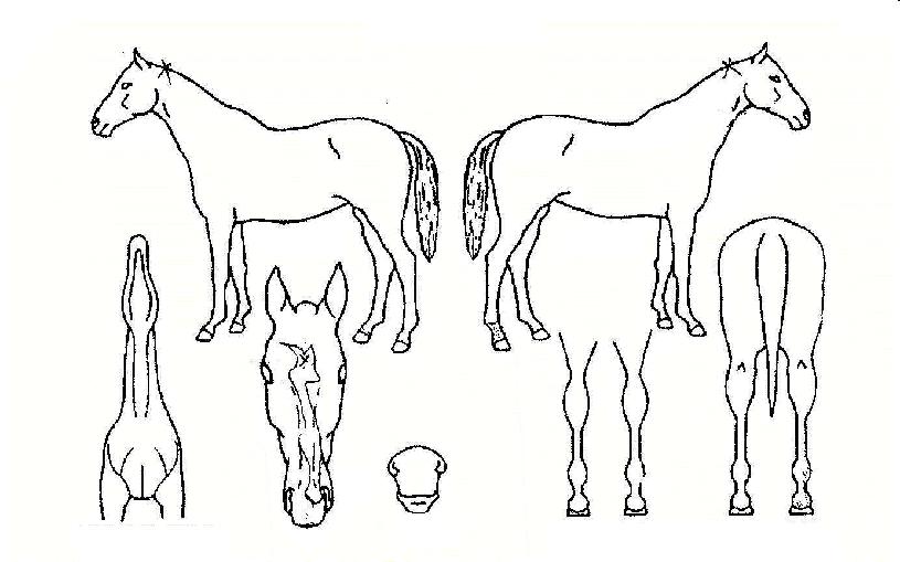 ¸¶¸®Á¶¾ÆÀÚ¸¶ÀÇ Ãø¸é,¿ì¸é,µÞ¸é,µÎ»ó,´Ù¸®ÀÇ Æ¯Â¡µµÇØ