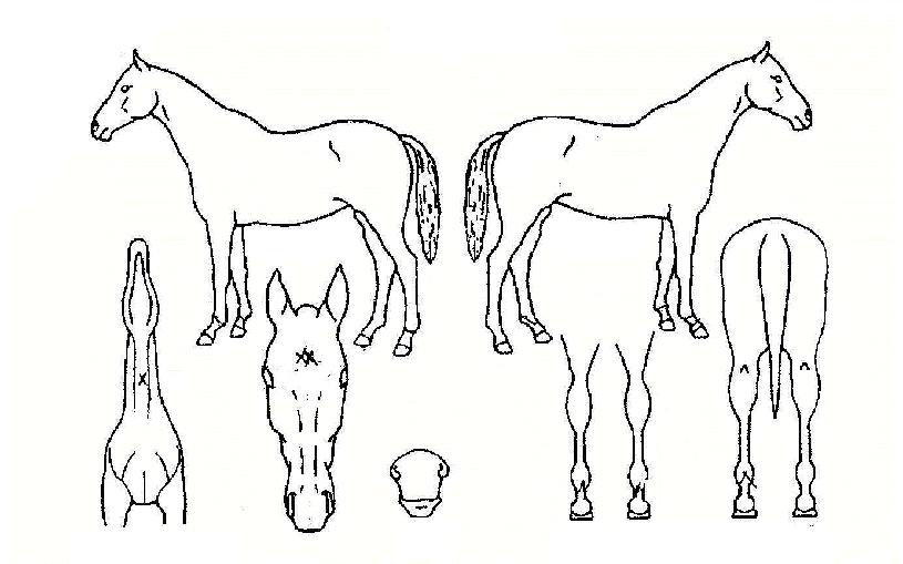 ¸í°¡ÀÚ¸¶ÀÇ Ãø¸é,¿ì¸é,µÞ¸é,µÎ»ó,´Ù¸®ÀÇ Æ¯Â¡µµÇØ