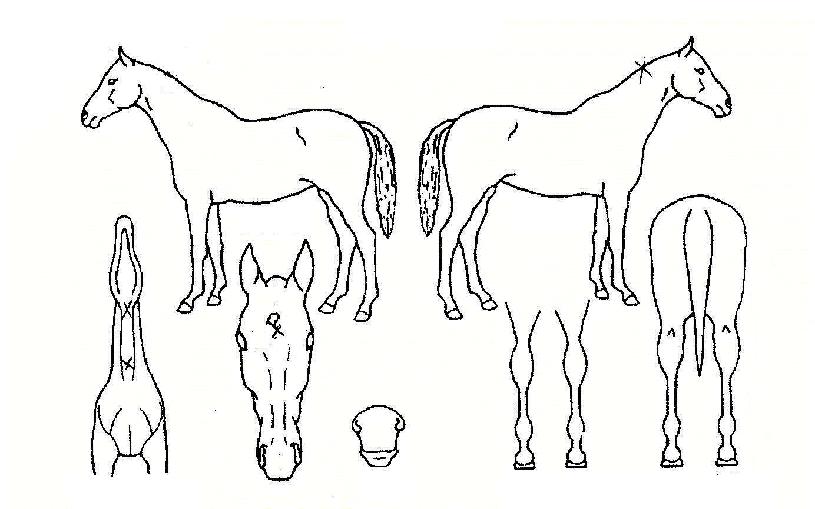 ����ڸ��� ����,���,�޸�,�λ�,�ٸ��� Ư¡����