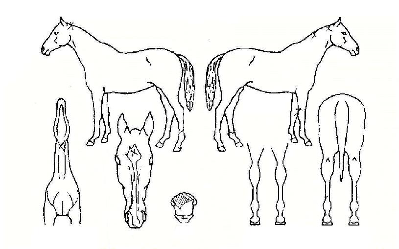 ºñȣó·³ÀÇ Ãø¸é,¿ì¸é,µÞ¸é,µÎ»ó,´Ù¸®ÀÇ Æ¯Â¡µµÇØ