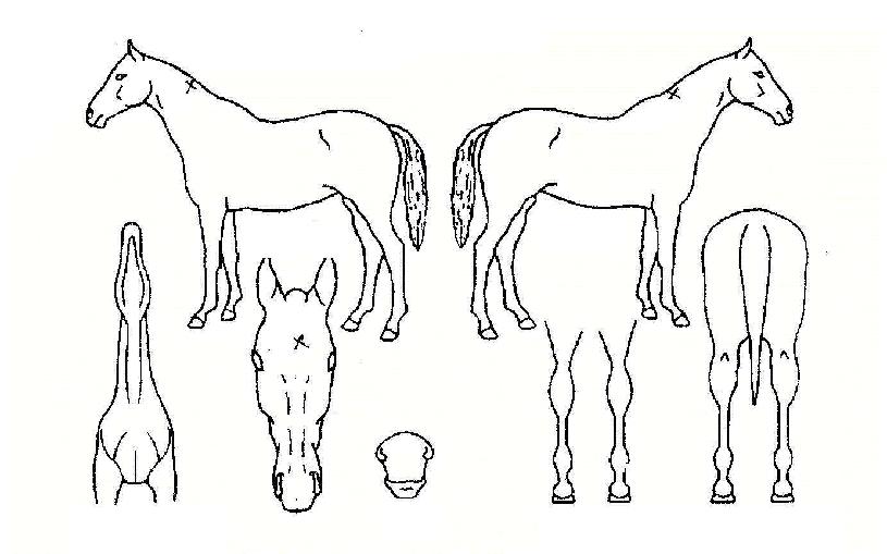 ´çÂùÅÂÀÚÀÇ Ãø¸é,¿ì¸é,µÞ¸é,µÎ»ó,´Ù¸®ÀÇ Æ¯Â¡µµÇØ