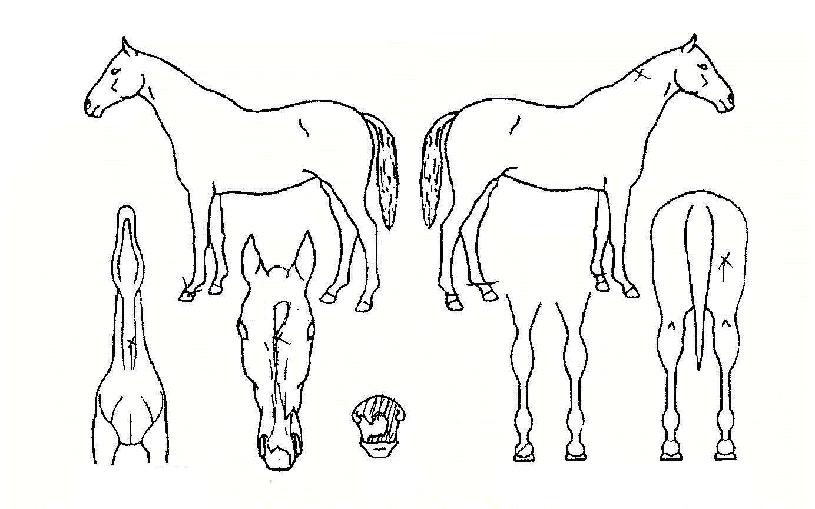 Ȳ�ݱ����� ����,���,�޸�,�λ�,�ٸ��� Ư¡����