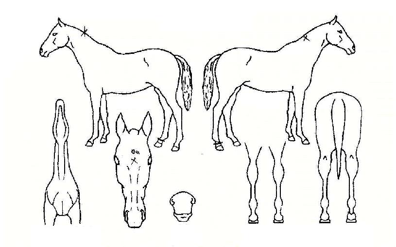 ºñ½Âºñ¼úÀÇ Ãø¸é,¿ì¸é,µÞ¸é,µÎ»ó,´Ù¸®ÀÇ Æ¯Â¡µµÇØ