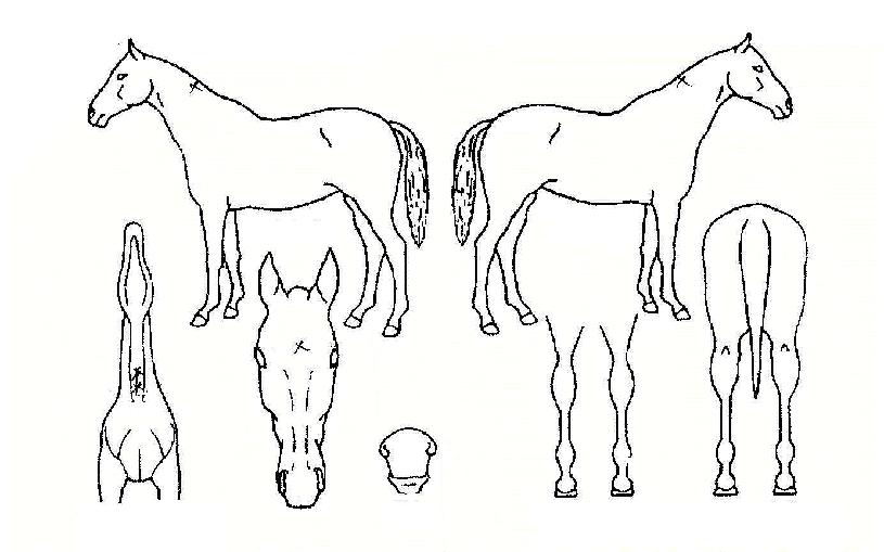 ����ŷ���� ����,���,�޸�,�λ�,�ٸ��� Ư¡����