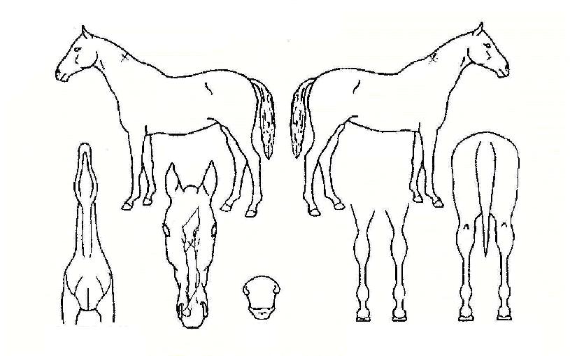 ����� ����,���,�޸�,�λ�,�ٸ��� Ư¡����