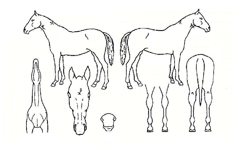 �ݰ�ü�� ����,���,�޸�,�λ�,�ٸ��� Ư¡����