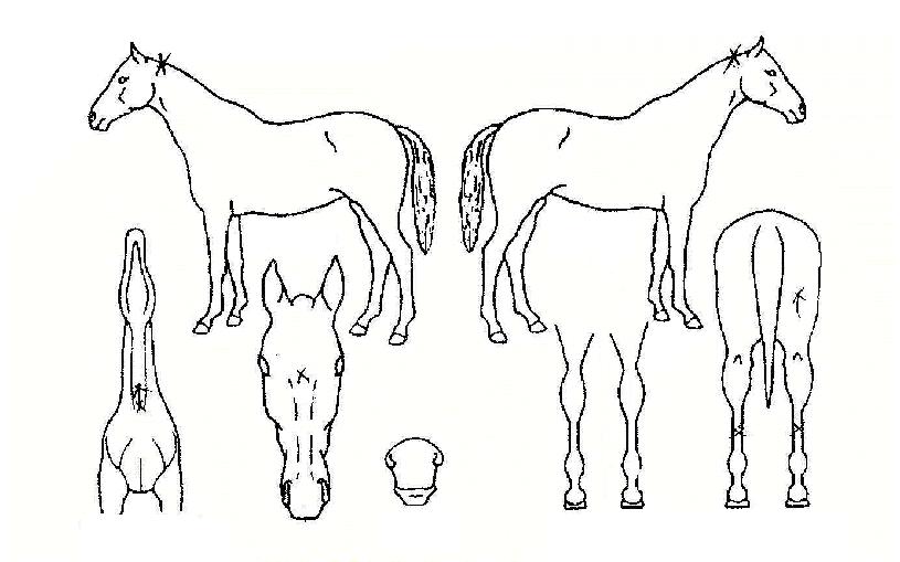 º£½ºÆ®º£À̽ºÀÇ Ãø¸é,¿ì¸é,µÞ¸é,µÎ»ó,´Ù¸®ÀÇ Æ¯Â¡µµÇØ