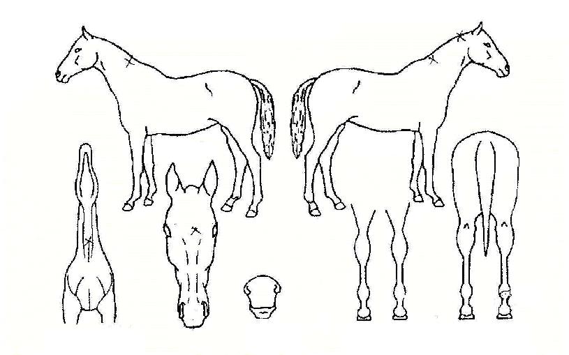 �Ϲ������� ����,���,�޸�,�λ�,�ٸ��� Ư¡����