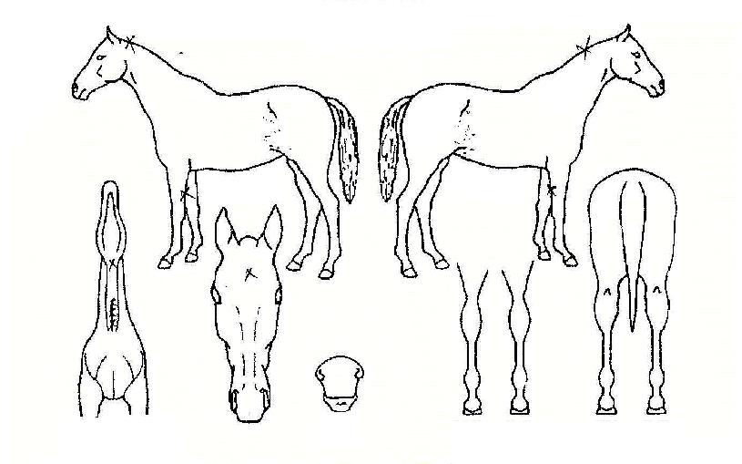 Ʈ�����丮�� ����,���,�޸�,�λ�,�ٸ��� Ư¡����