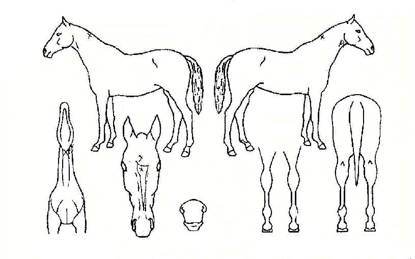 ��콺���� ����,���,�޸�,�λ�,�ٸ��� Ư¡����