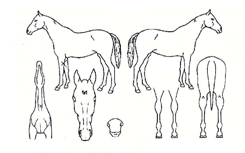 ��ǳ������ ����,���,�޸�,�λ�,�ٸ��� Ư¡����