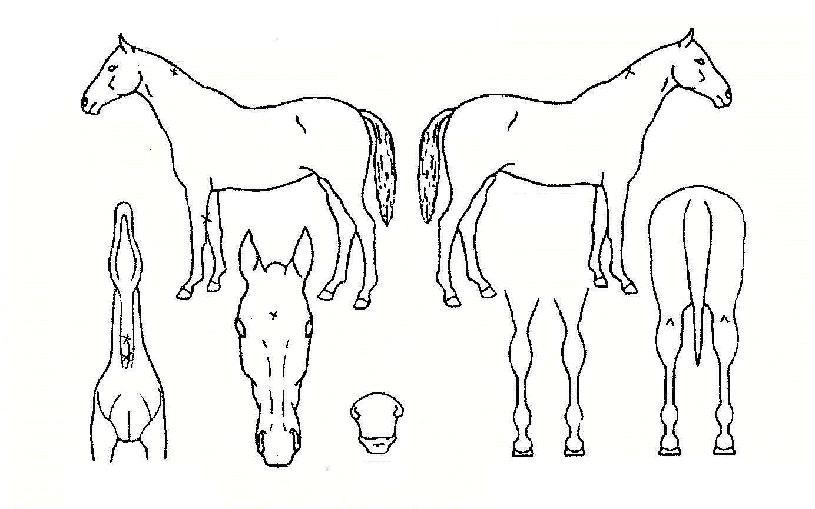 ¹éµÎ´ë¿ÕÀÇ Ãø¸é,¿ì¸é,µÞ¸é,µÎ»ó,´Ù¸®ÀÇ Æ¯Â¡µµÇØ