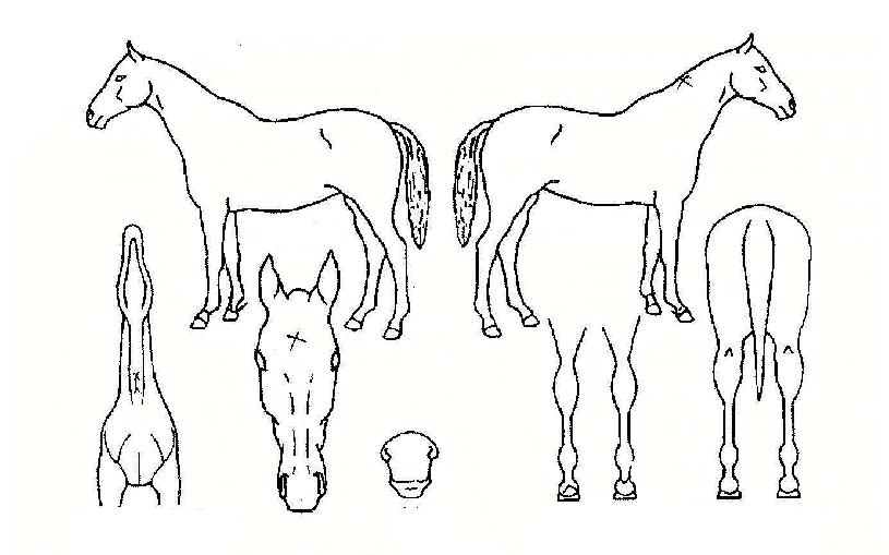 ¾ÆÃ³½ºÀ®ÀÇ Ãø¸é,¿ì¸é,µÞ¸é,µÎ»ó,´Ù¸®ÀÇ Æ¯Â¡µµÇØ