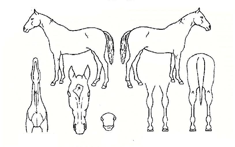 ¹«½Ã¹«Á¾ÀÇ Ãø¸é,¿ì¸é,µÞ¸é,µÎ»ó,´Ù¸®ÀÇ Æ¯Â¡µµÇØ