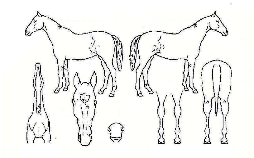 ¿ïÇÁÄÀÇ Ãø¸é,¿ì¸é,µÞ¸é,µÎ»ó,´Ù¸®ÀÇ Æ¯Â¡µµÇØ