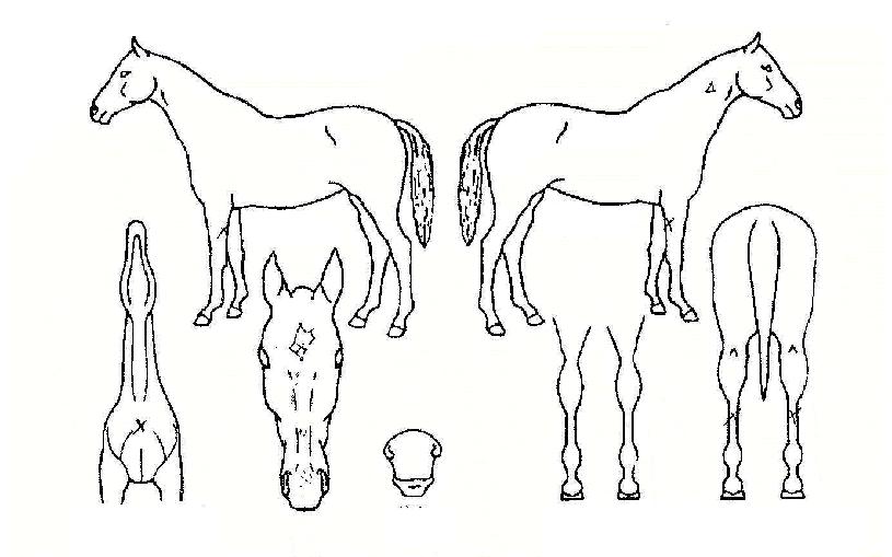 Å·¹öµðÀÇ Ãø¸é,¿ì¸é,µÞ¸é,µÎ»ó,´Ù¸®ÀÇ Æ¯Â¡µµÇØ