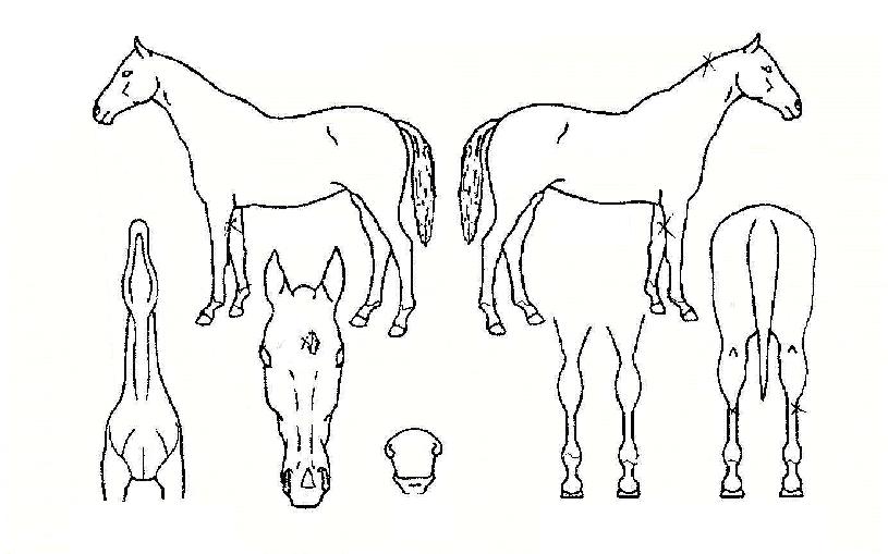 ¾î¿ï¸²¿µ¿õÀÇ Ãø¸é,¿ì¸é,µÞ¸é,µÎ»ó,´Ù¸®ÀÇ Æ¯Â¡µµÇØ