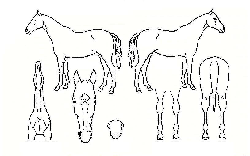 ·¯ºêÀÚÀ̾ðÆ®ÀÇ Ãø¸é,¿ì¸é,µÞ¸é,µÎ»ó,´Ù¸®ÀÇ Æ¯Â¡µµÇØ