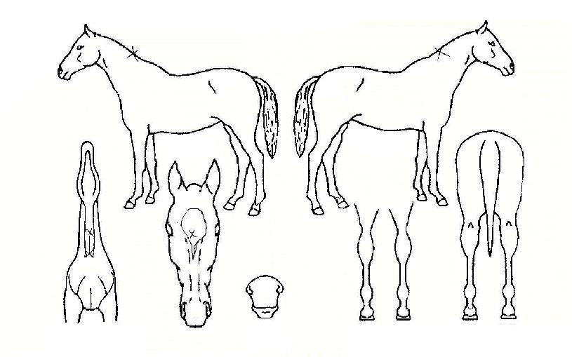 ���ͽż��� ����,���,�޸�,�λ�,�ٸ��� Ư¡����