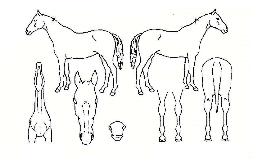 �츮�θ��ڸ��� ����,���,�޸�,�λ�,�ٸ��� Ư¡����