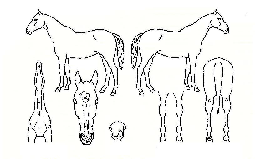 ¼±¶ôÀÇ Ãø¸é,¿ì¸é,µÞ¸é,µÎ»ó,´Ù¸®ÀÇ Æ¯Â¡µµÇØ