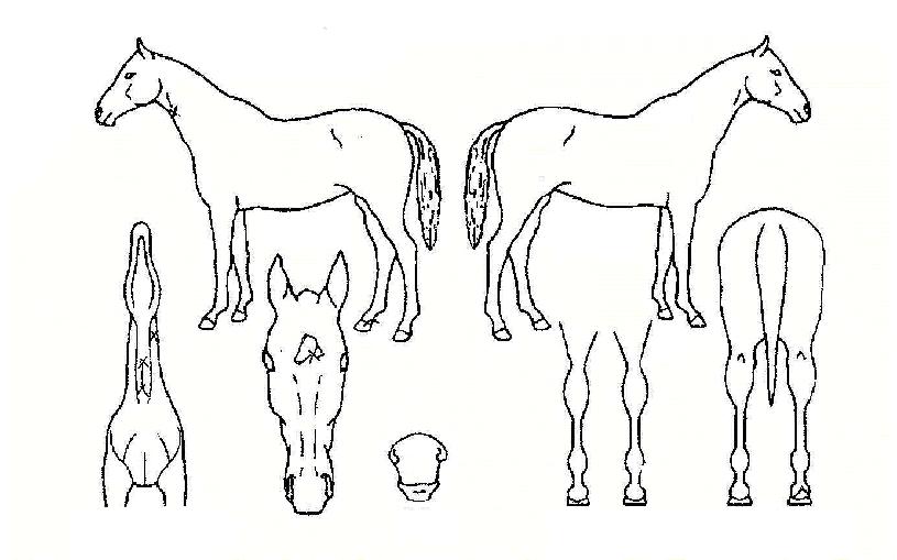 �ｺ������÷���ũ�ڸ��� ����,���,�޸�,�λ�,�ٸ��� Ư¡����