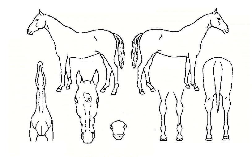 �������� ����,���,�޸�,�λ�,�ٸ��� Ư¡����