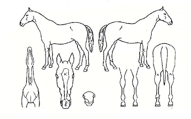 �˹��ڸ��� ����,���,�޸�,�λ�,�ٸ��� Ư¡����