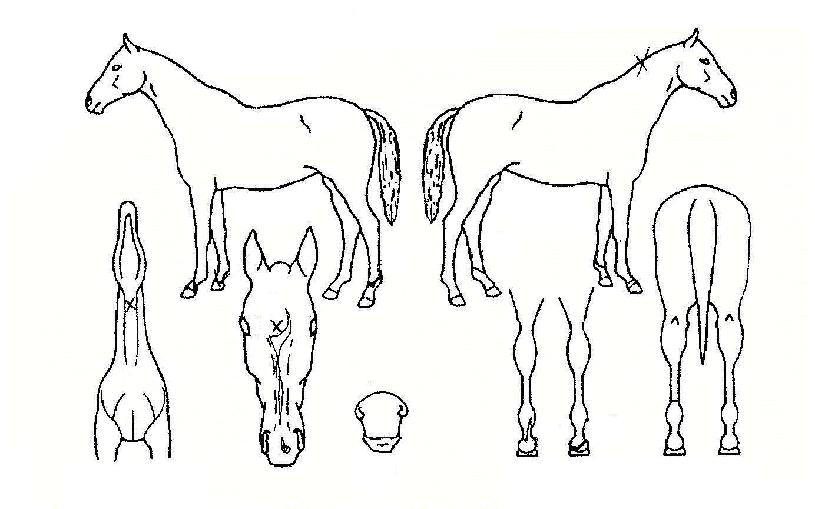 ����ȭǳ�� ����,���,�޸�,�λ�,�ٸ��� Ư¡����