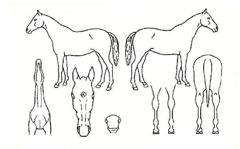 ��Ƽ���ڸ��� ����,���,�޸�,�λ�,�ٸ��� Ư¡����