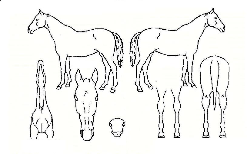 �ʽ°����� ����,���,�޸�,�λ�,�ٸ��� Ư¡����