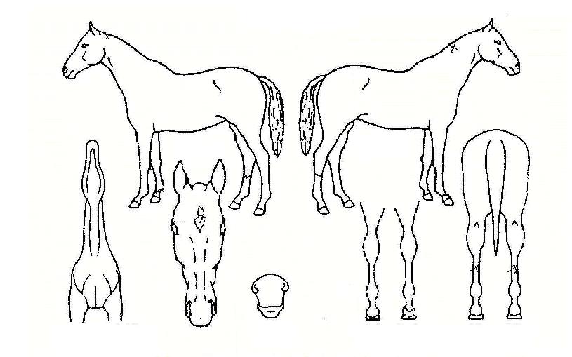 ���¸�ε��� ����,���,�޸�,�λ�,�ٸ��� Ư¡����