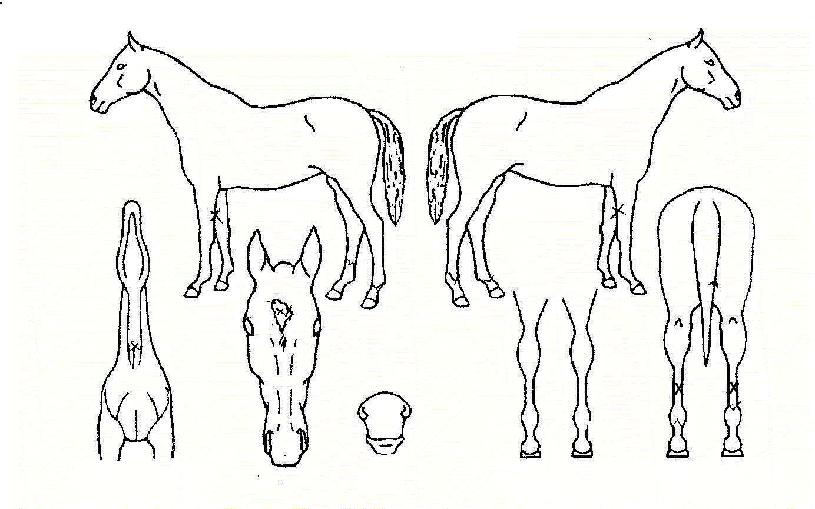 ���彺���� ����,���,�޸�,�λ�,�ٸ��� Ư¡����