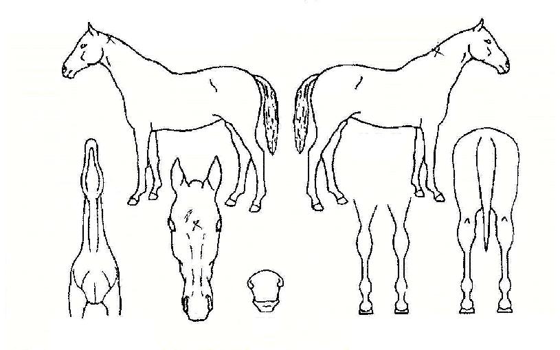 ÇØÇÇÇöó¿öÀÇ Ãø¸é,¿ì¸é,µÞ¸é,µÎ»ó,´Ù¸®ÀÇ Æ¯Â¡µµÇØ