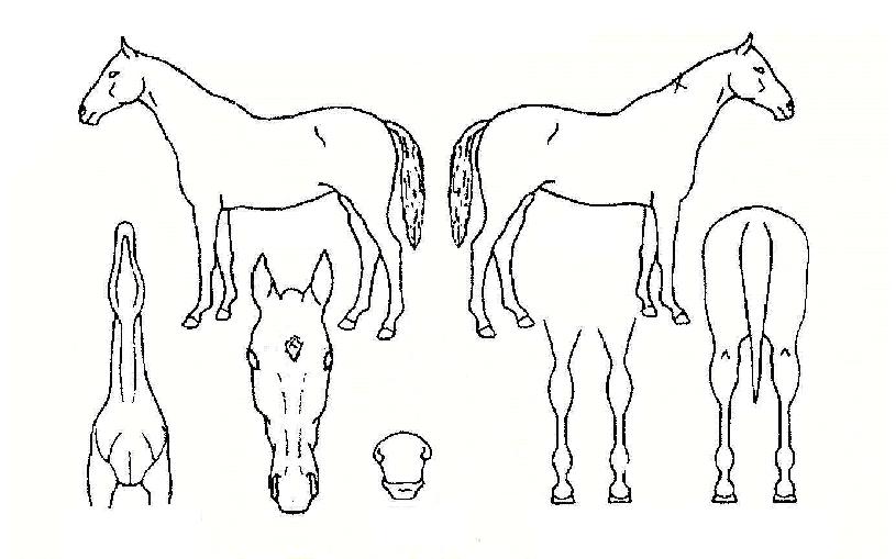 ���� ����,���,�޸�,�λ�,�ٸ��� Ư¡����