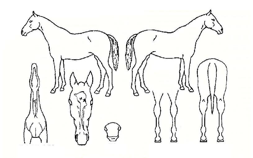 ºô¸®ºêÀ©ÀÇ Ãø¸é,¿ì¸é,µÞ¸é,µÎ»ó,´Ù¸®ÀÇ Æ¯Â¡µµÇØ