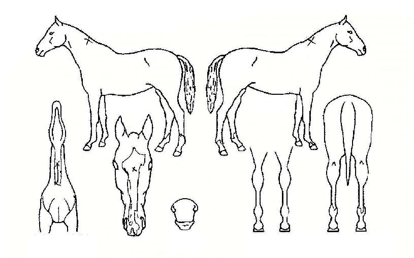 �����Ѿ�ħ�� ����,���,�޸�,�λ�,�ٸ��� Ư¡����