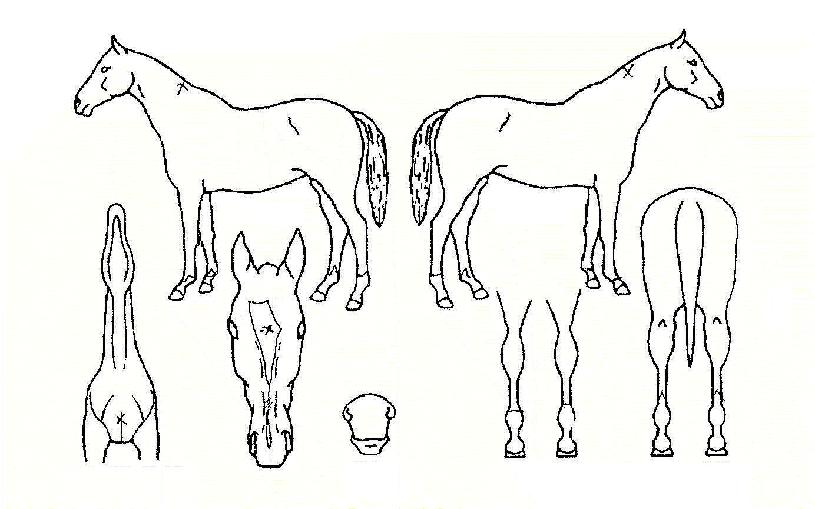 Ǫ¸¥µ¿±¼ÀÇ Ãø¸é,¿ì¸é,µÞ¸é,µÎ»ó,´Ù¸®ÀÇ Æ¯Â¡µµÇØ