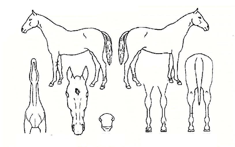 ¿ø¼¶ºòÅ丮ÀÇ Ãø¸é,¿ì¸é,µÞ¸é,µÎ»ó,´Ù¸®ÀÇ Æ¯Â¡µµÇØ