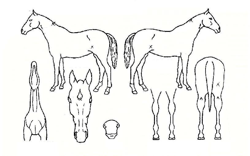 �����屺�� ����,���,�޸�,�λ�,�ٸ��� Ư¡����