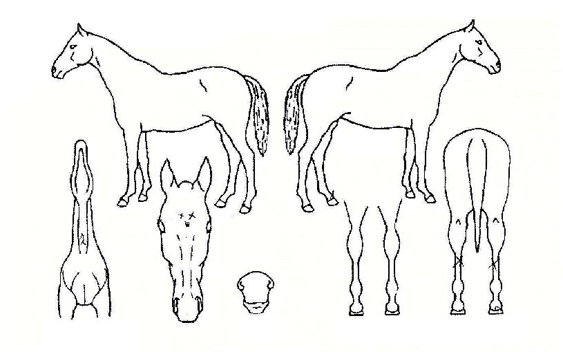 �����º��� ����,���,�޸�,�λ�,�ٸ��� Ư¡����