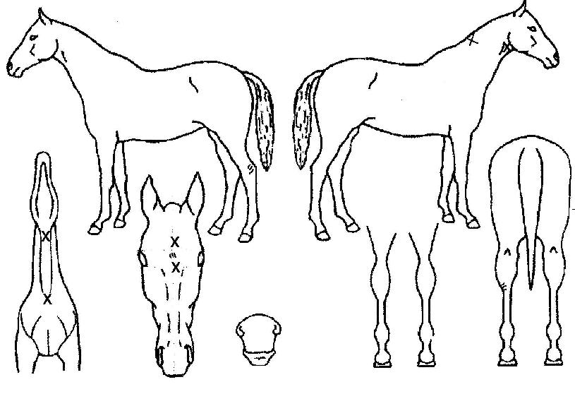 ¿À»ödz³âÀÇ Ãø¸é,¿ì¸é,µÞ¸é,µÎ»ó,´Ù¸®ÀÇ Æ¯Â¡µµÇØ